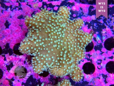 Sarcophyton sp. (Nachzucht)